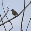 8846m　アカハラ