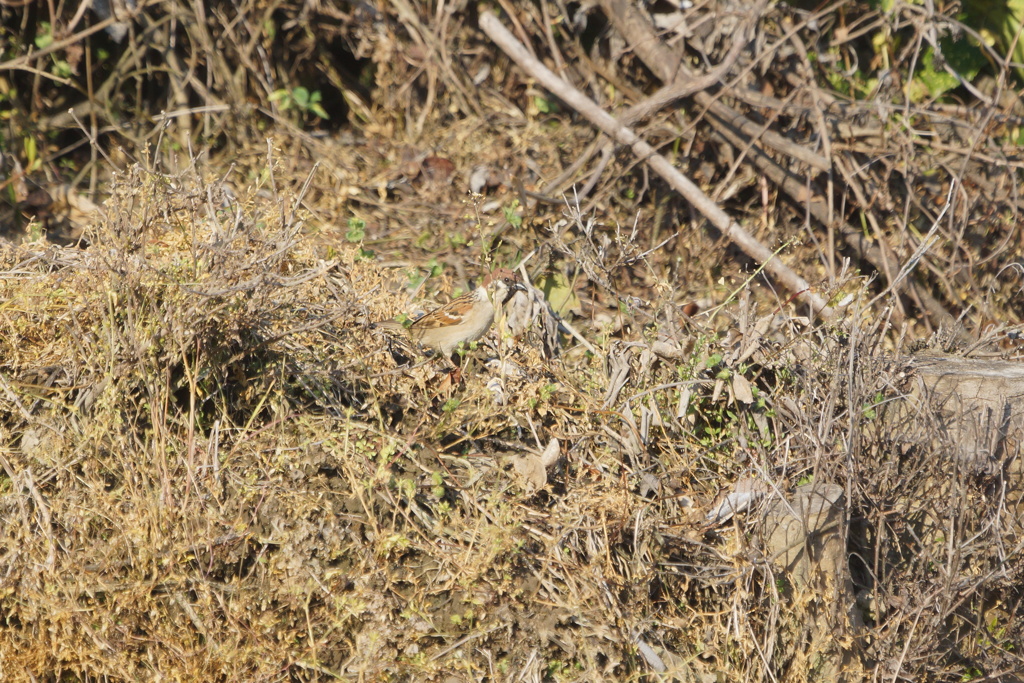 7999 スズメはどこだ