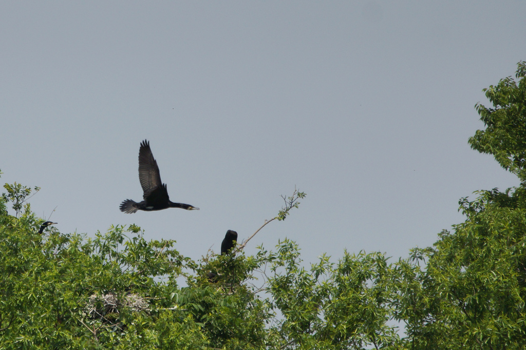 4939tm 揖斐川の鵜