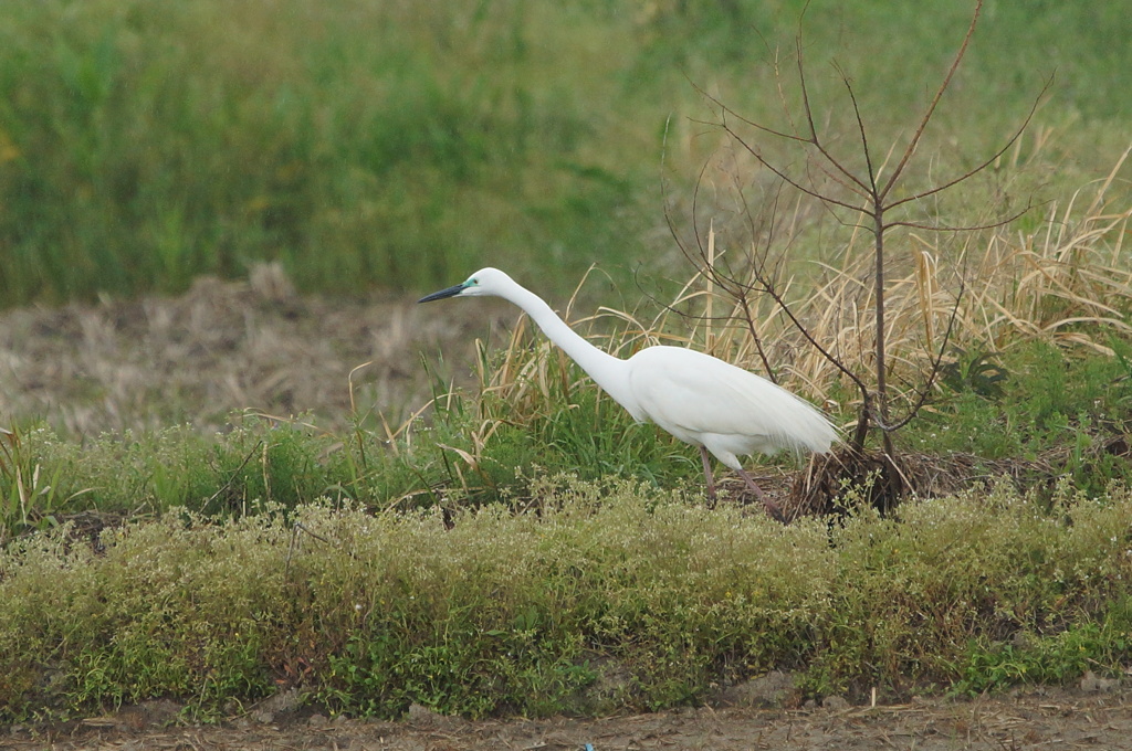 7450 青の目立つ子