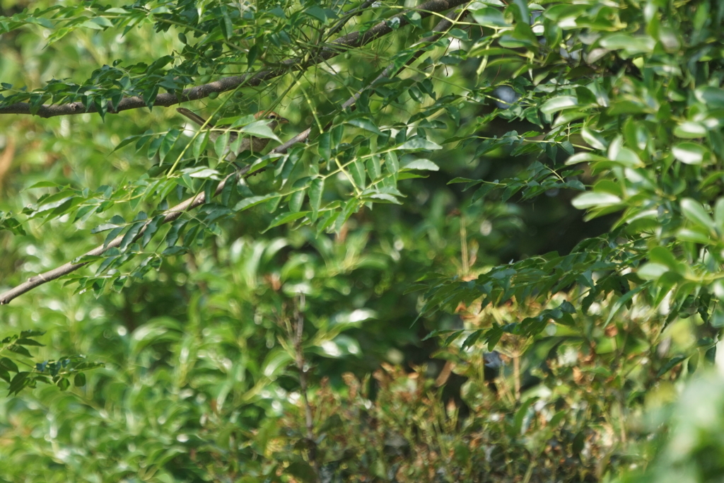 6234　声はすれども・・モズを探せ