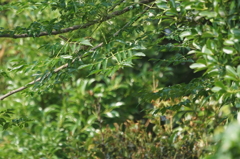 6234　声はすれども・・モズを探せ