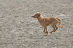 7715t 野良犬-2