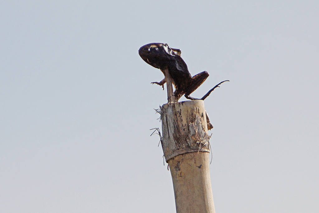 4297tm 犯人はモズか