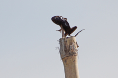 4297tm 犯人はモズか