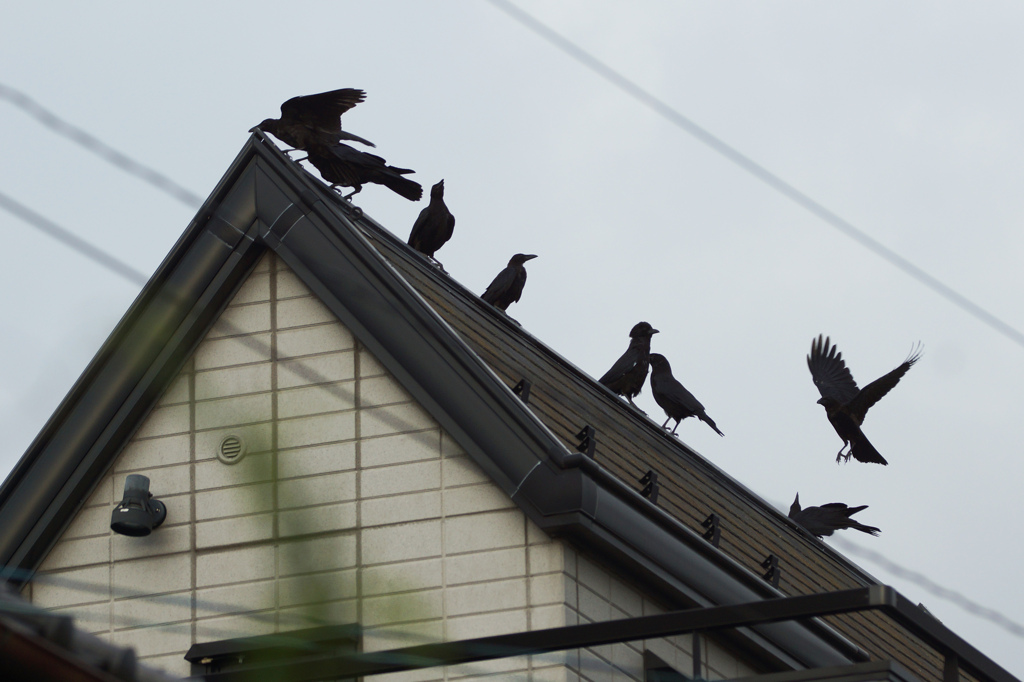 7180tm カラスに占拠されそう