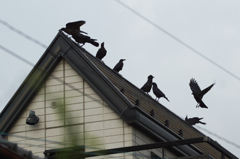 7180tm カラスに占拠されそう