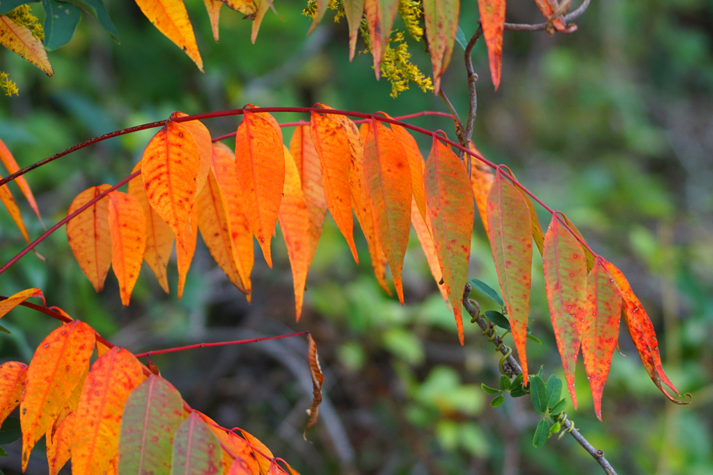 6842m　秋色発見