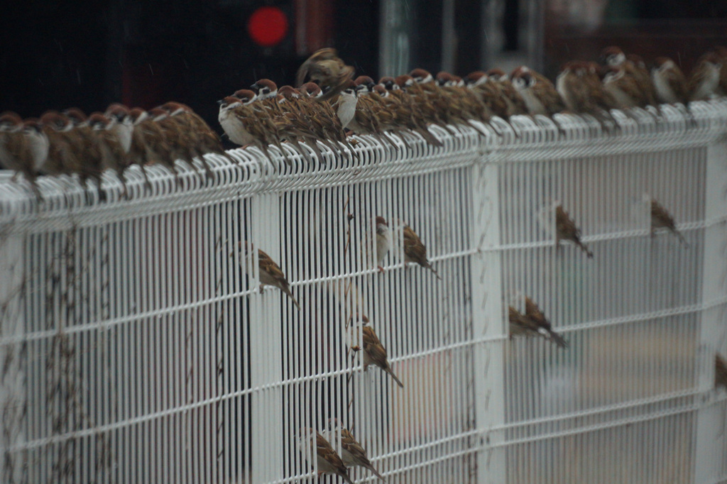 4599 雨中スズメ軍団