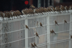 4599 雨中スズメ軍団