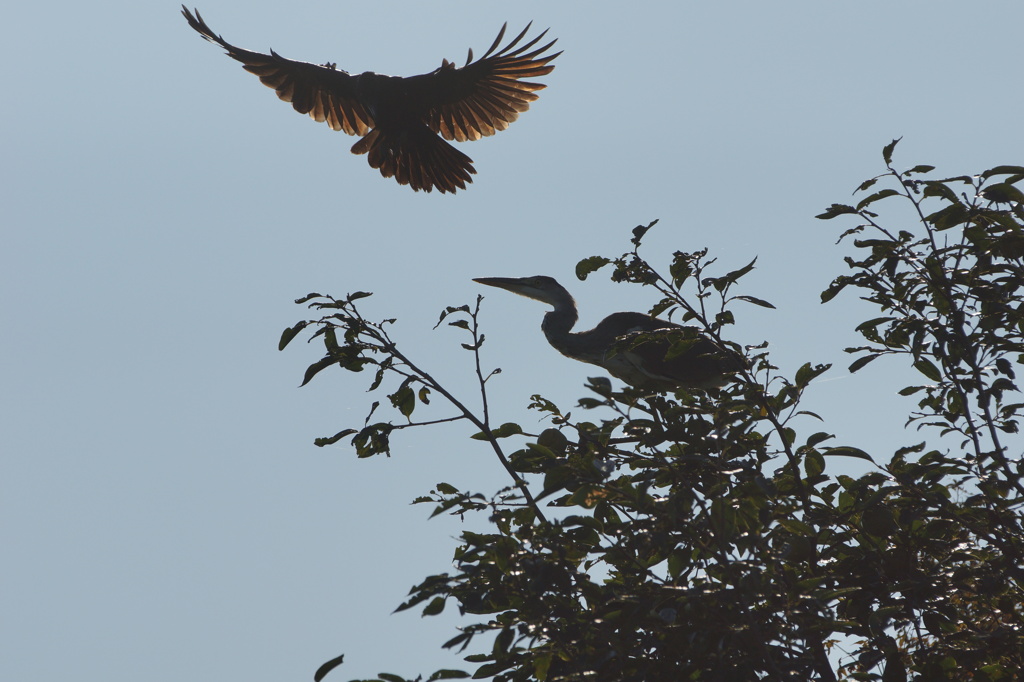 4548　カラスがアオサギにちょっかい