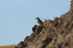 0508 ジョウビタキ
