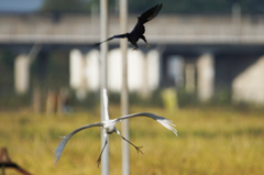 3491tm　カラスに追われて