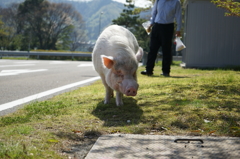 0840　ペットですって!!