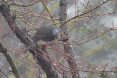 5175tm　ヒヨドリ