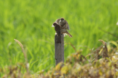 2749t へしあいおしあい