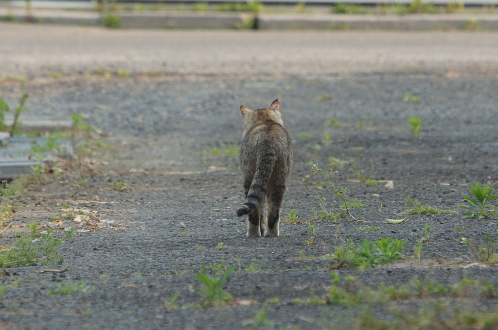 2947 カメラを無視した野良