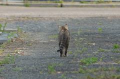 2947 カメラを無視した野良