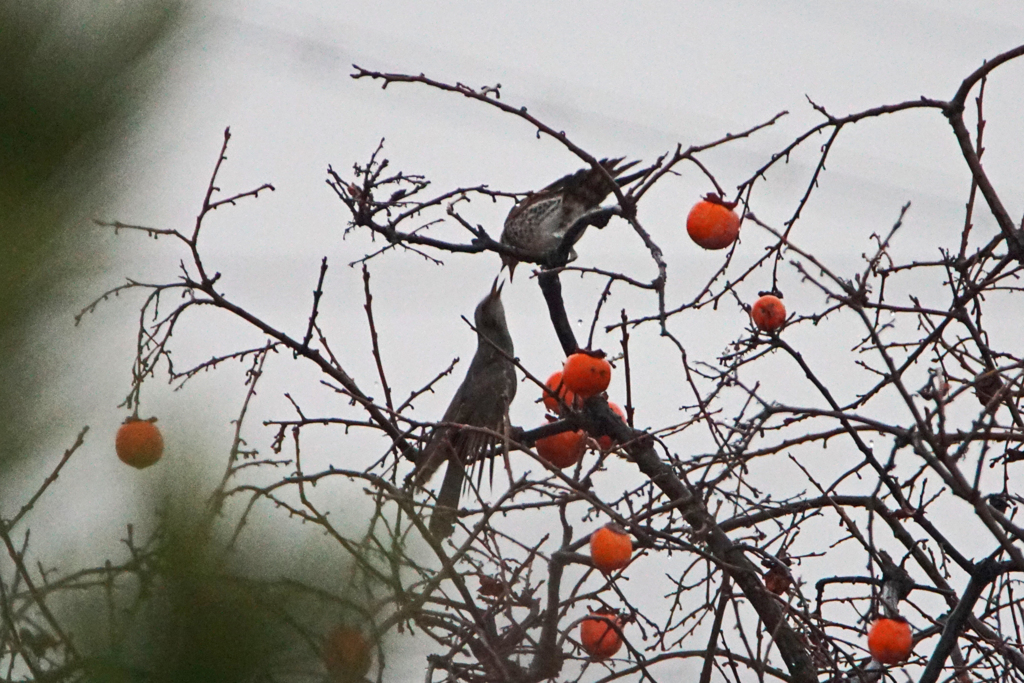 5732tm　仲好し? 喧嘩?