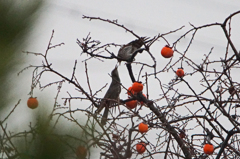 5732tm　仲好し? 喧嘩?