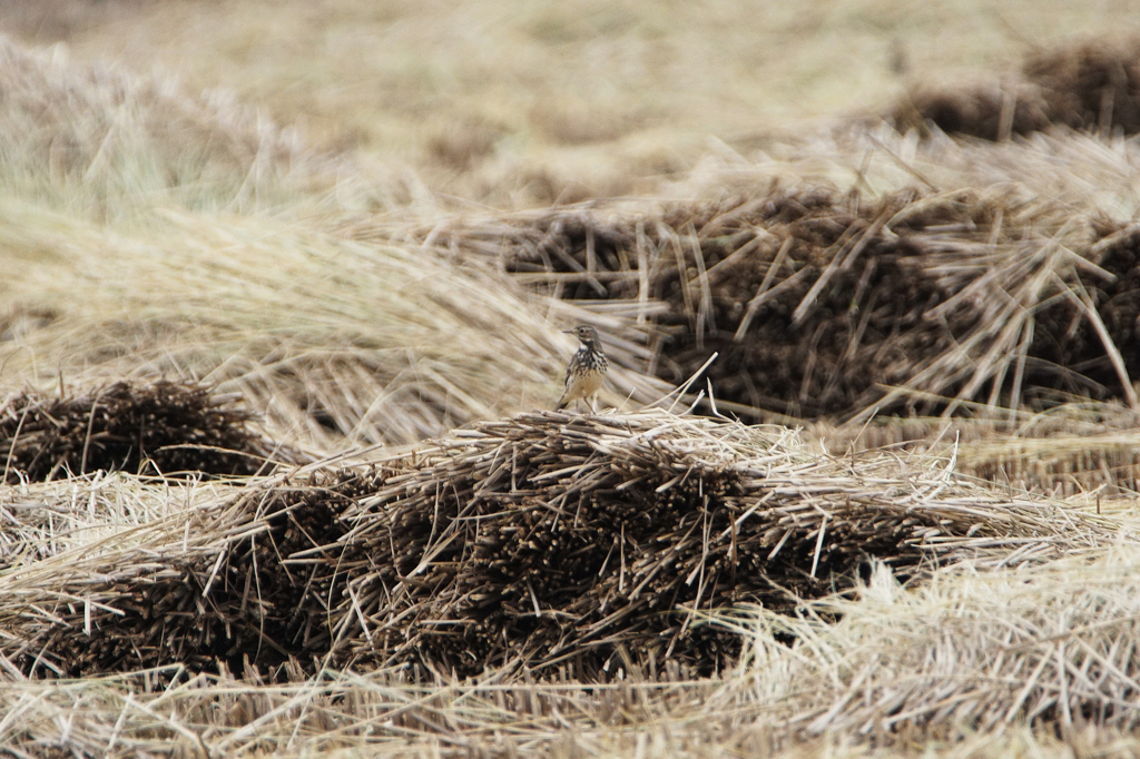 2180m　小鳥はどこだ