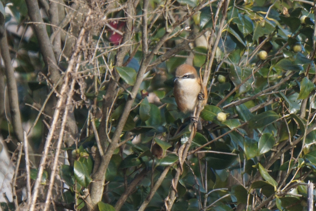 8562t　　PCダウンでしばらく休みます。復帰時にはよろしくお願いします。