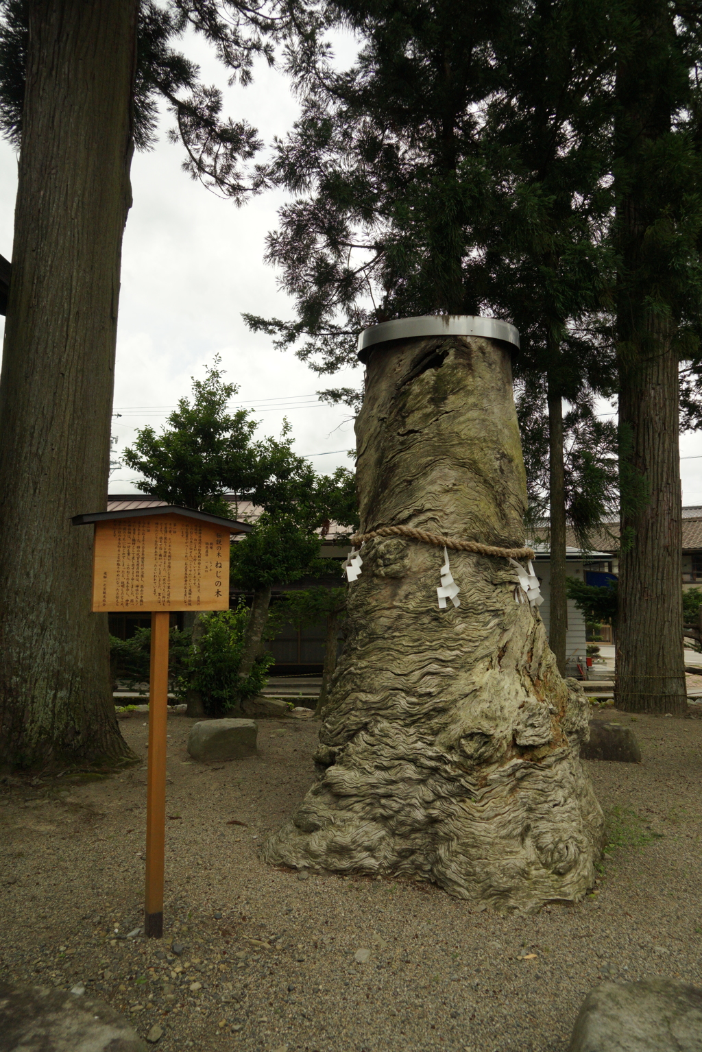 1859　ねじの木