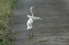 8087 片羽を痛めたサギ