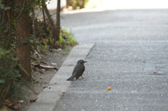 3356t　歩道のヒヨドリ