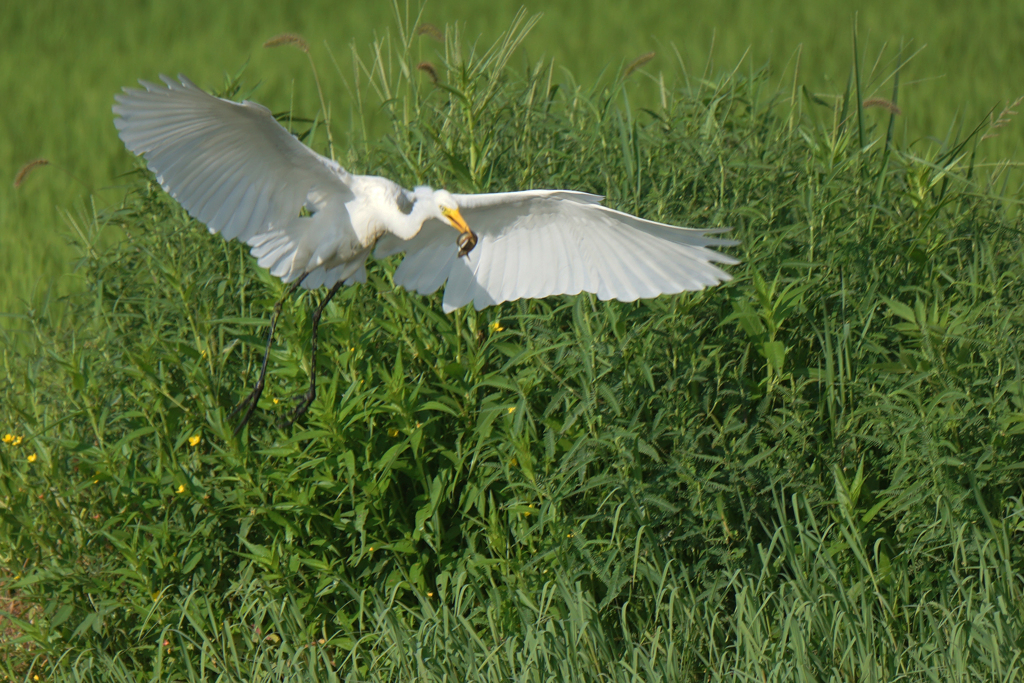 2812tm 獲物はドジョウ?