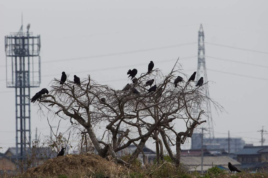 3672m カラス軍団