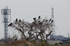 3672m カラス軍団