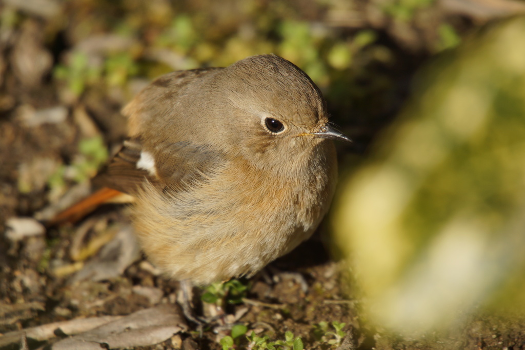7192 朝食後のジョウビタキ-1