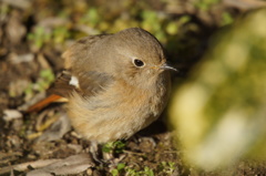 7192 朝食後のジョウビタキ-1