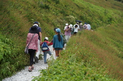3375 伊吹山登山道