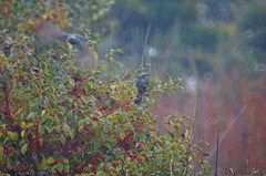 4336m 雨中のヒヨドリ