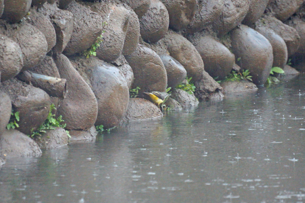 4727m キセキレイ