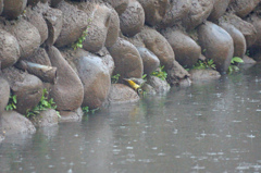 4727m キセキレイ