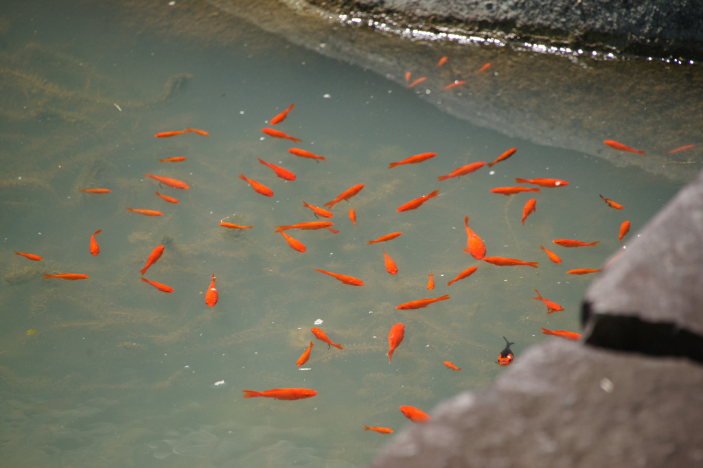 3331 掛川城の金魚