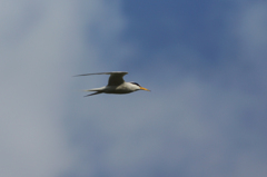 4697tm コアジサシ？