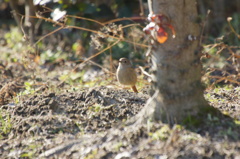 7009 ジョウビタキ今朝も発見