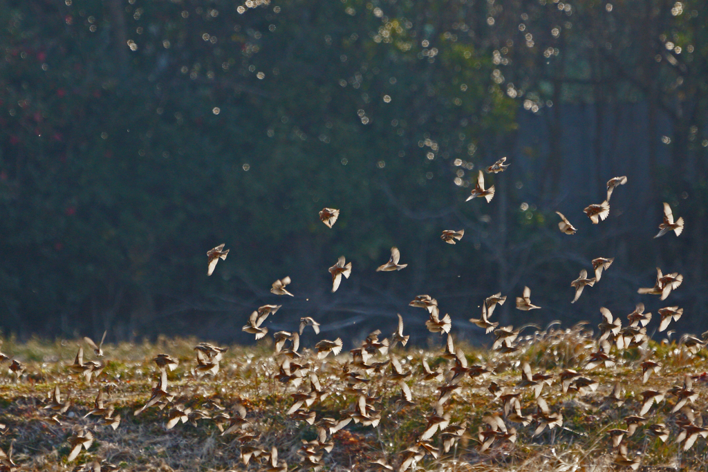 9962m スズメ軍団-2