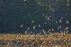 9962m スズメ軍団-2