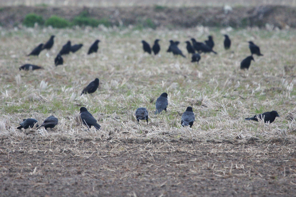 3249m カラス軍団