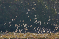 9959m スズメ軍団-1