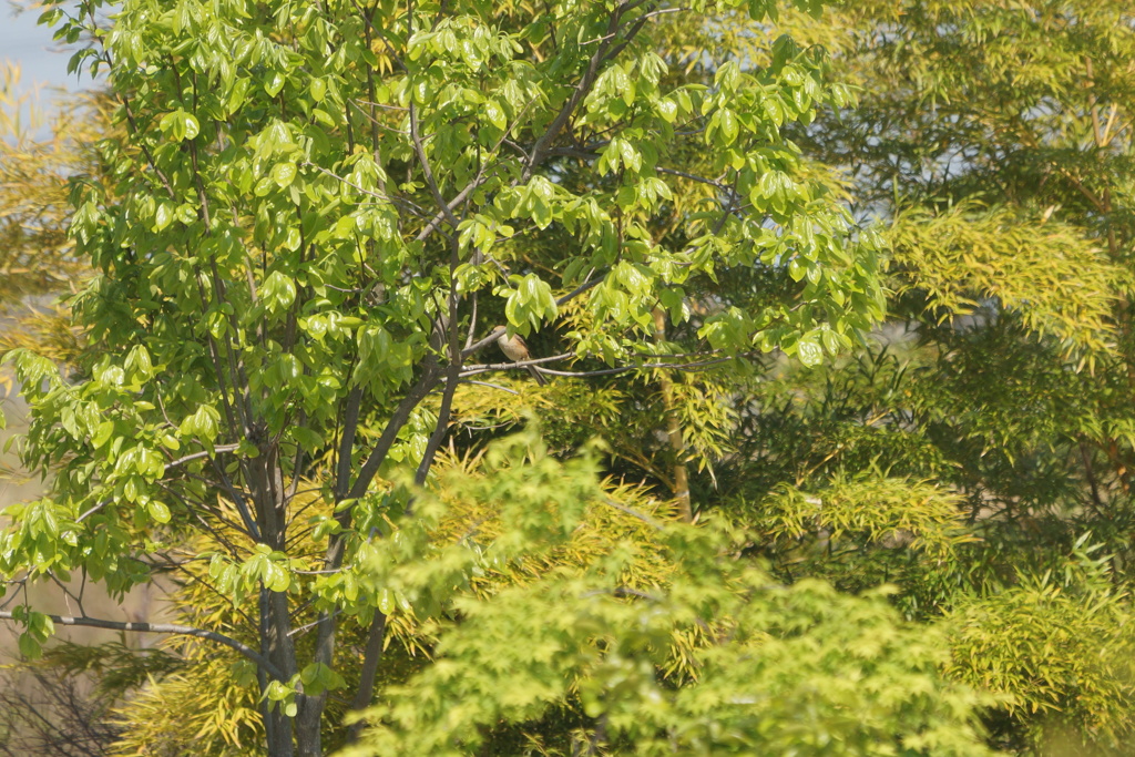 8318 モズはどこだ