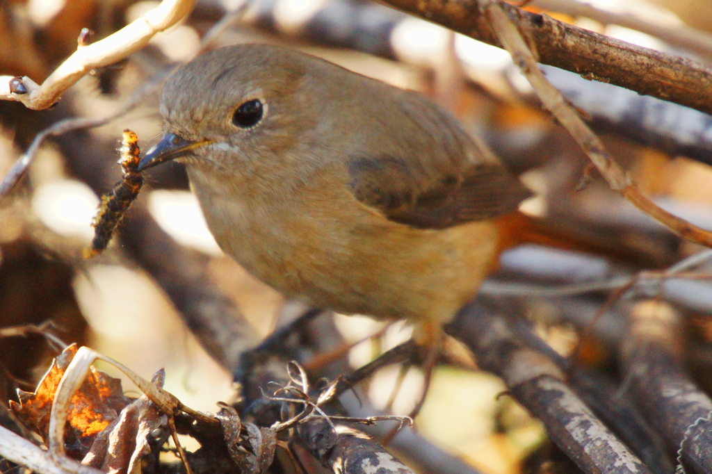 7147tm ジョウビタキの朝食激写