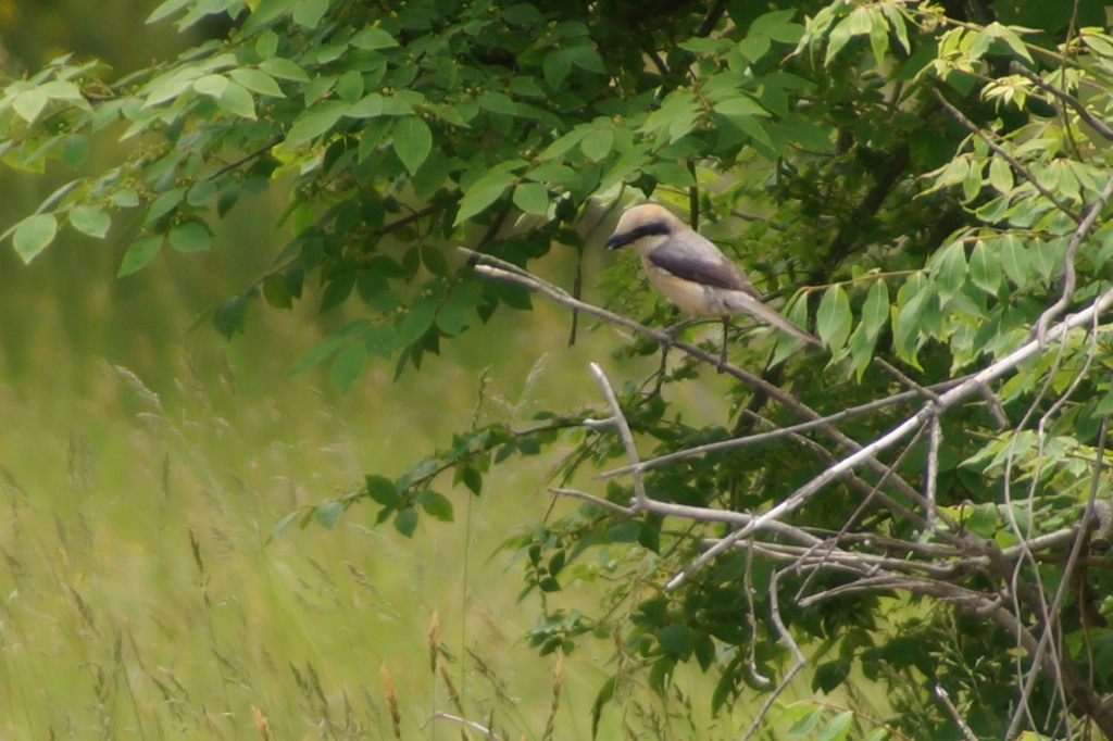 1084 津軽SAのモズ