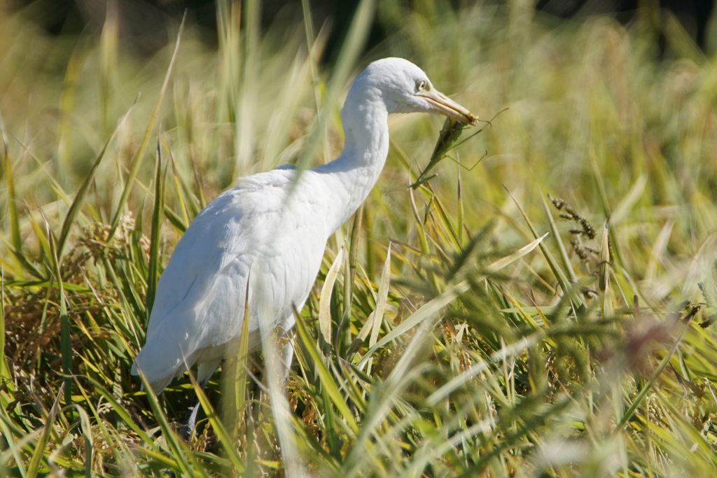 8750tm　カマキリゲット