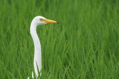 6233